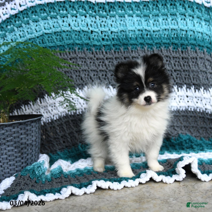 Pomeranian dogs Rawley - Ad 1