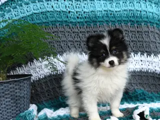 Pomeranian dogs for sale: Rawley - Ad 1