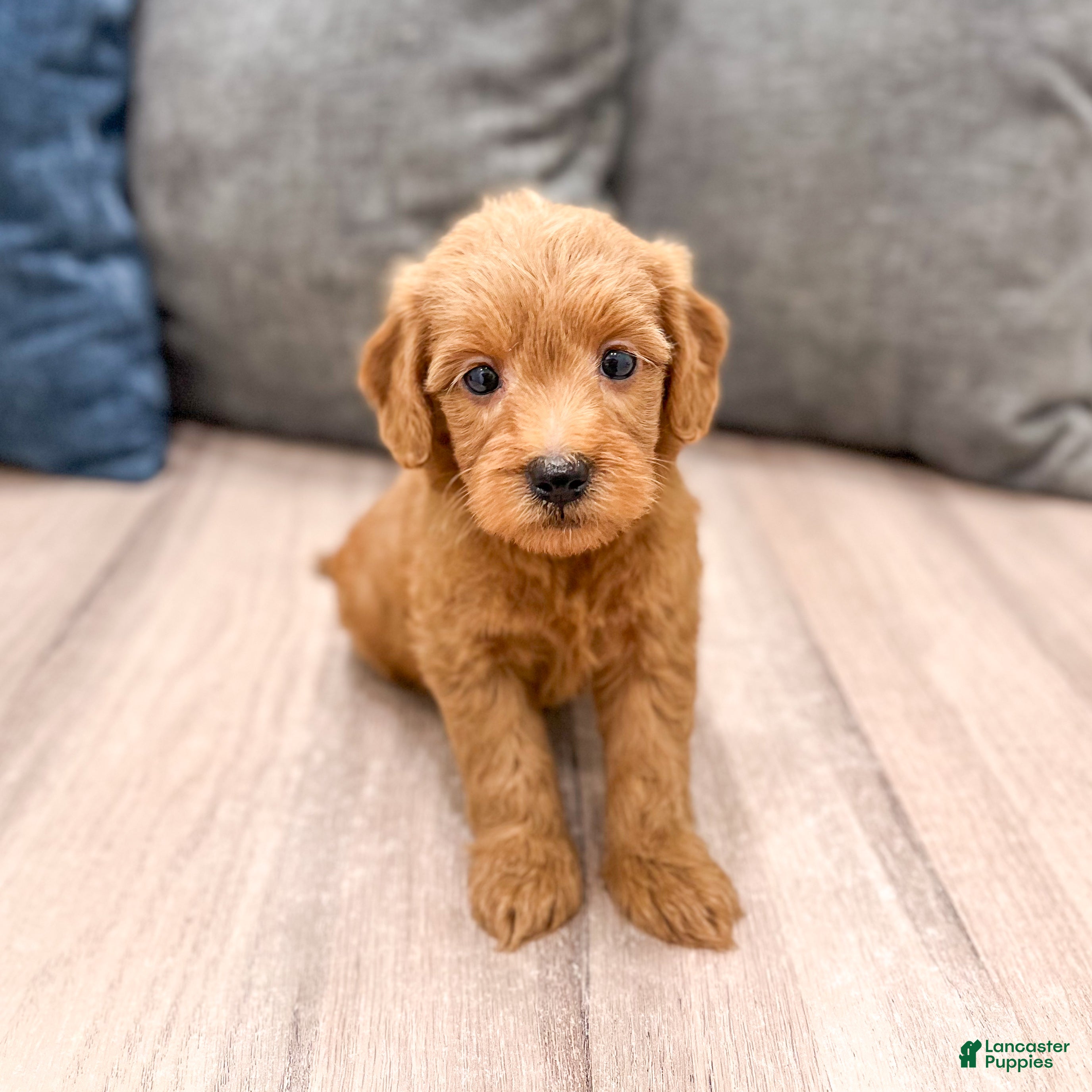 Mini Goldendoodle dogs Molly - Ad 1