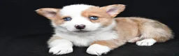 Welsh Corgi Pembroke dogs for sale: Chloe - Ad 4