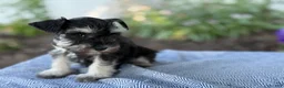 Miniature Schnauzer dogs for sale: Trixy - Ad 9