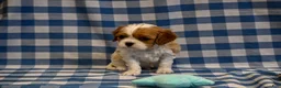 Cavalier King Charles Spaniel dogs for sale: Alvin - Ad 3