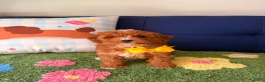 bobby