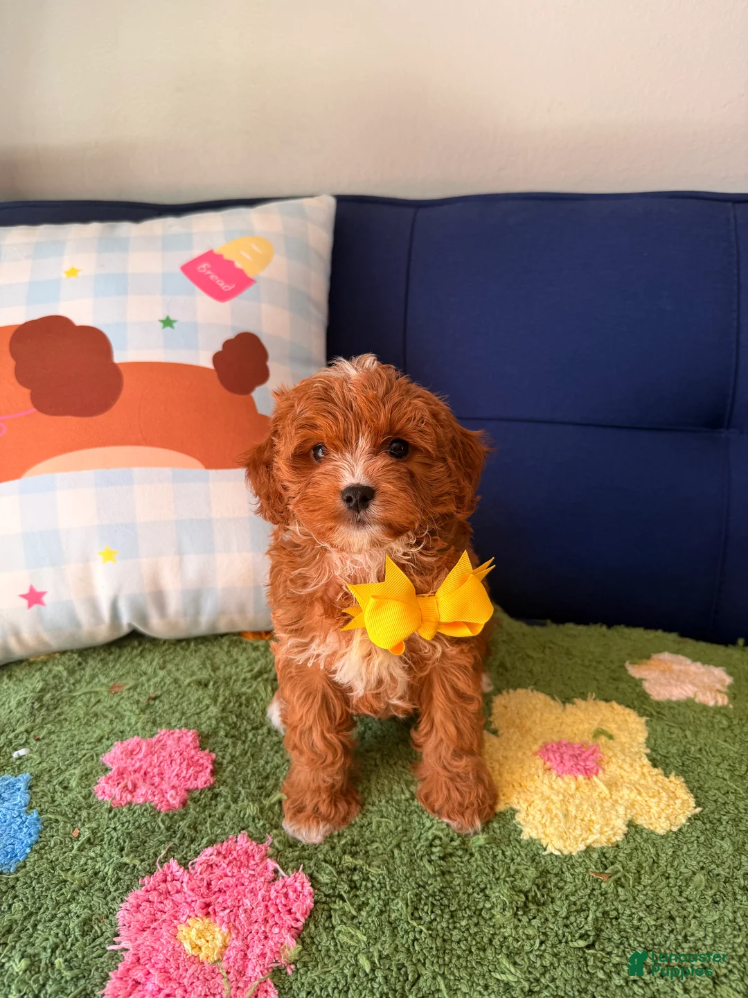 Cavapoo dogs for sale: bobby - Ad 1