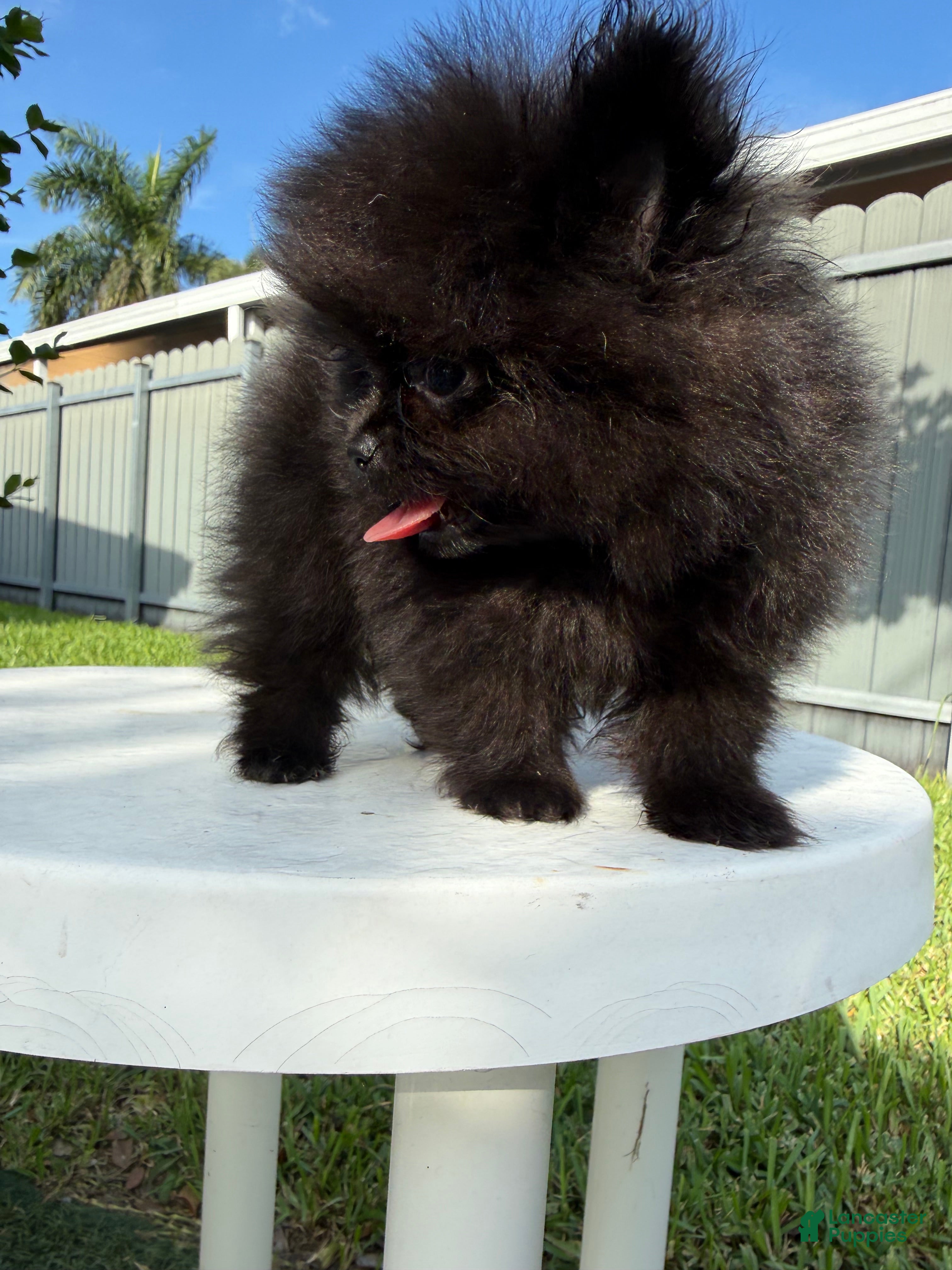 Pomeranian dogs Pomeranian 2 - Ad 5