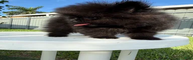 Pomeranian 2