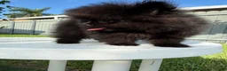 Pomeranian dogs for sale: Pomeranian 2 - Ad 1