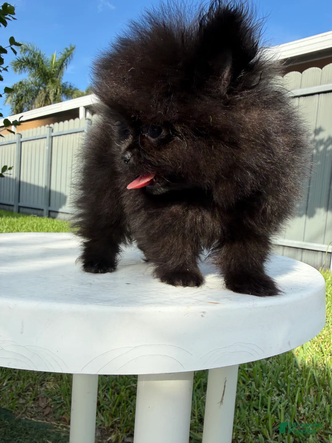 Pomeranian dogs for sale: Pomeranian 2 - Ad 1