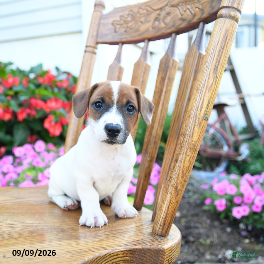 Jack Russell Terrier dogs Sherbet - Ad 1