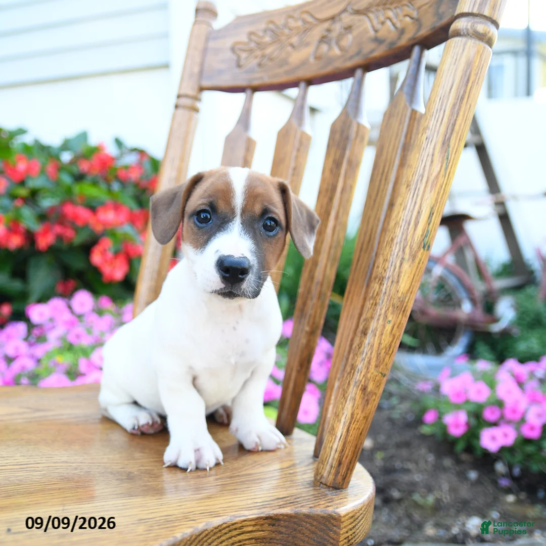 Jack Russell Terrier dogs for sale: Sherbet - Ad 1