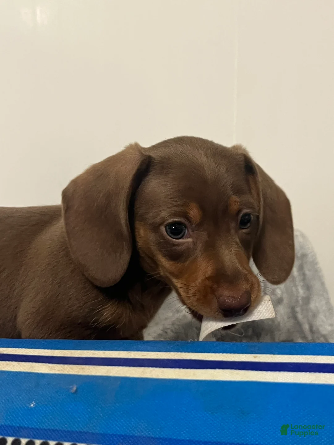 Miniature Dachshund dogs for sale: Gerty - Ad 2