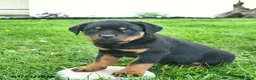 Rottweiler dogs for sale: Bruno  - Ad 5