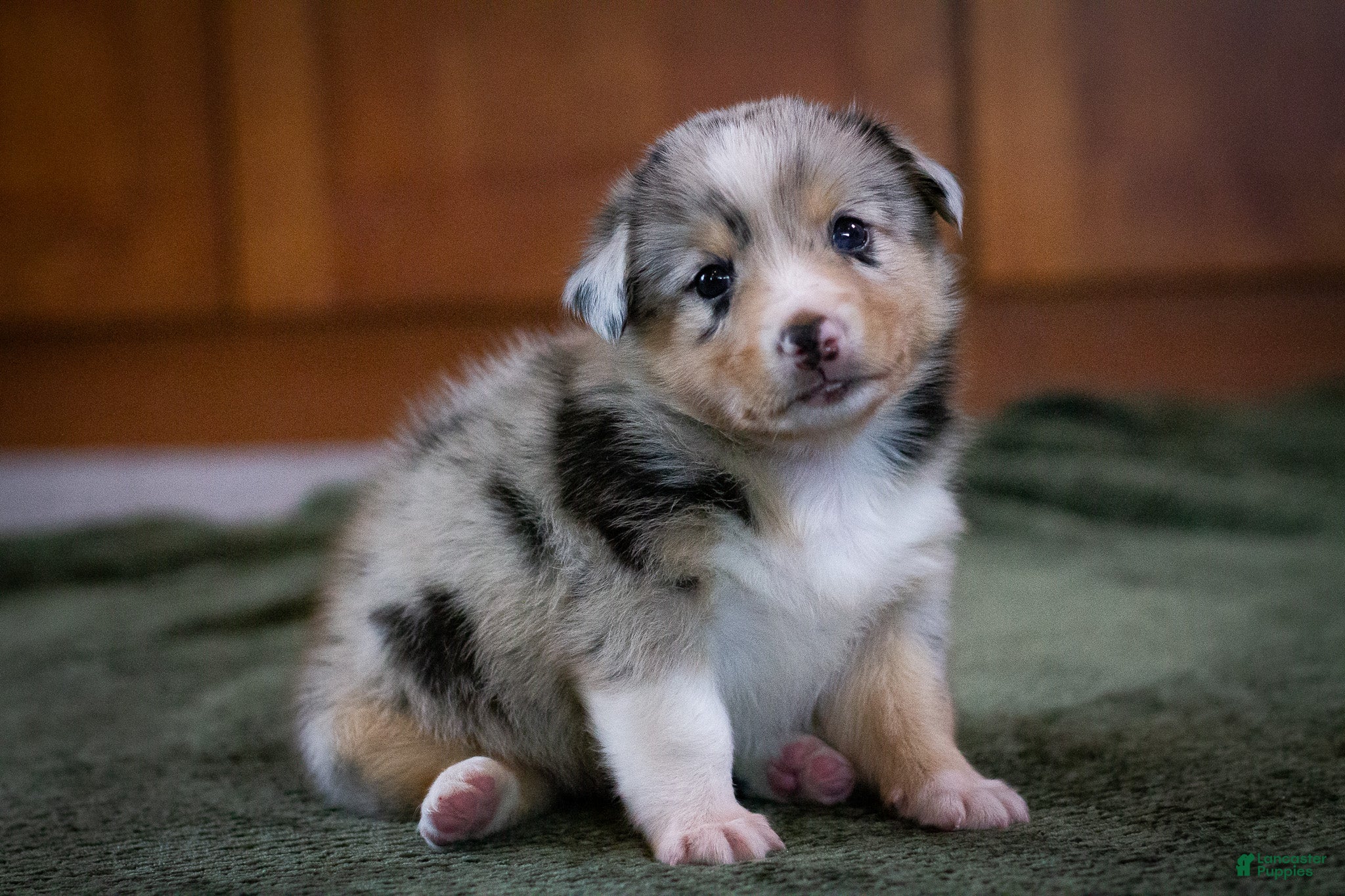 Mixed Breed dogs Cody - Ad 1