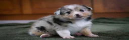 Mixed Breed dogs for sale: Cody - Ad 1