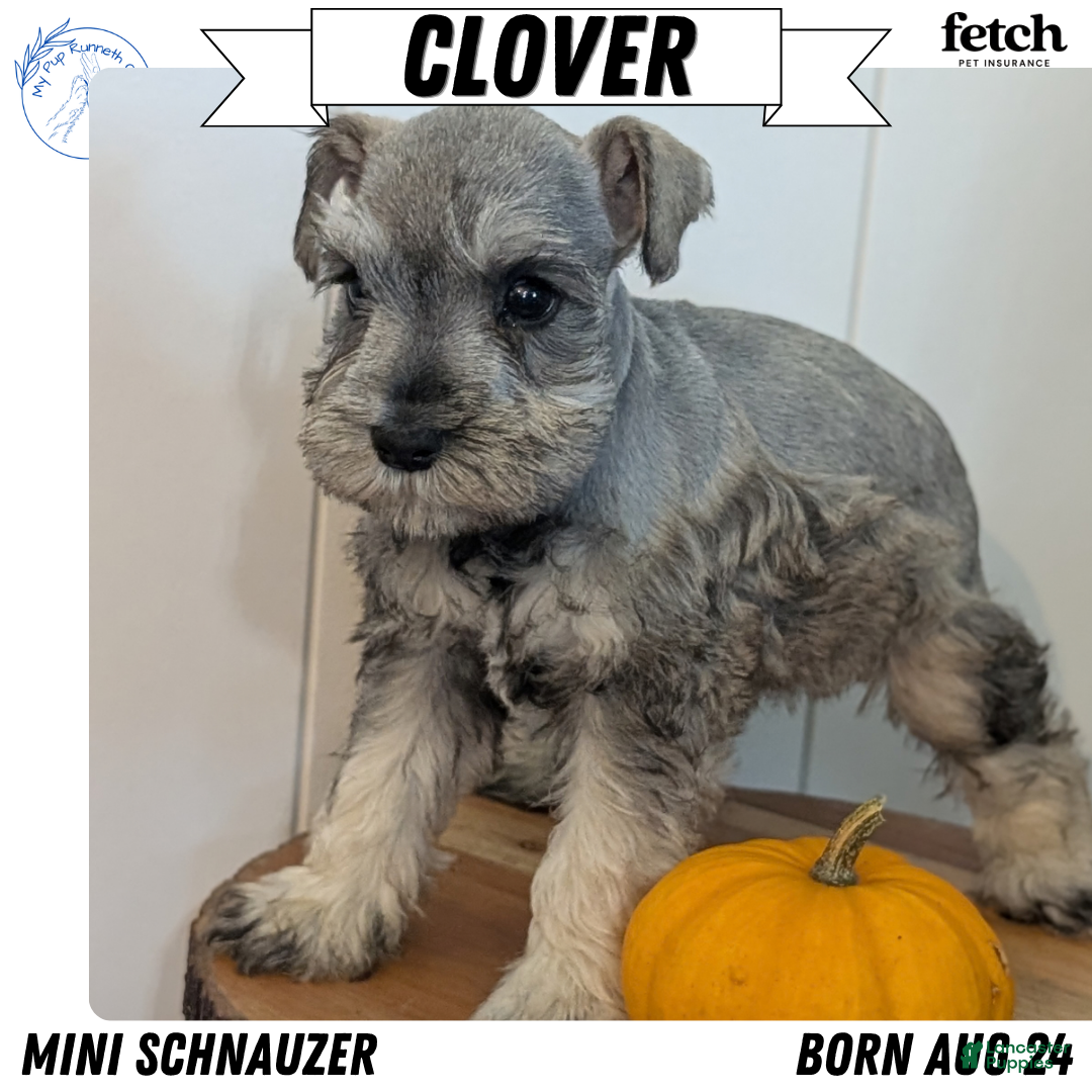 Clover (Miniature Schnauzer, Female) in Goshen, IN