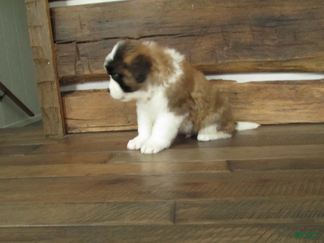Saint Bernard dogs for sale: RAYDOE - Ad 4