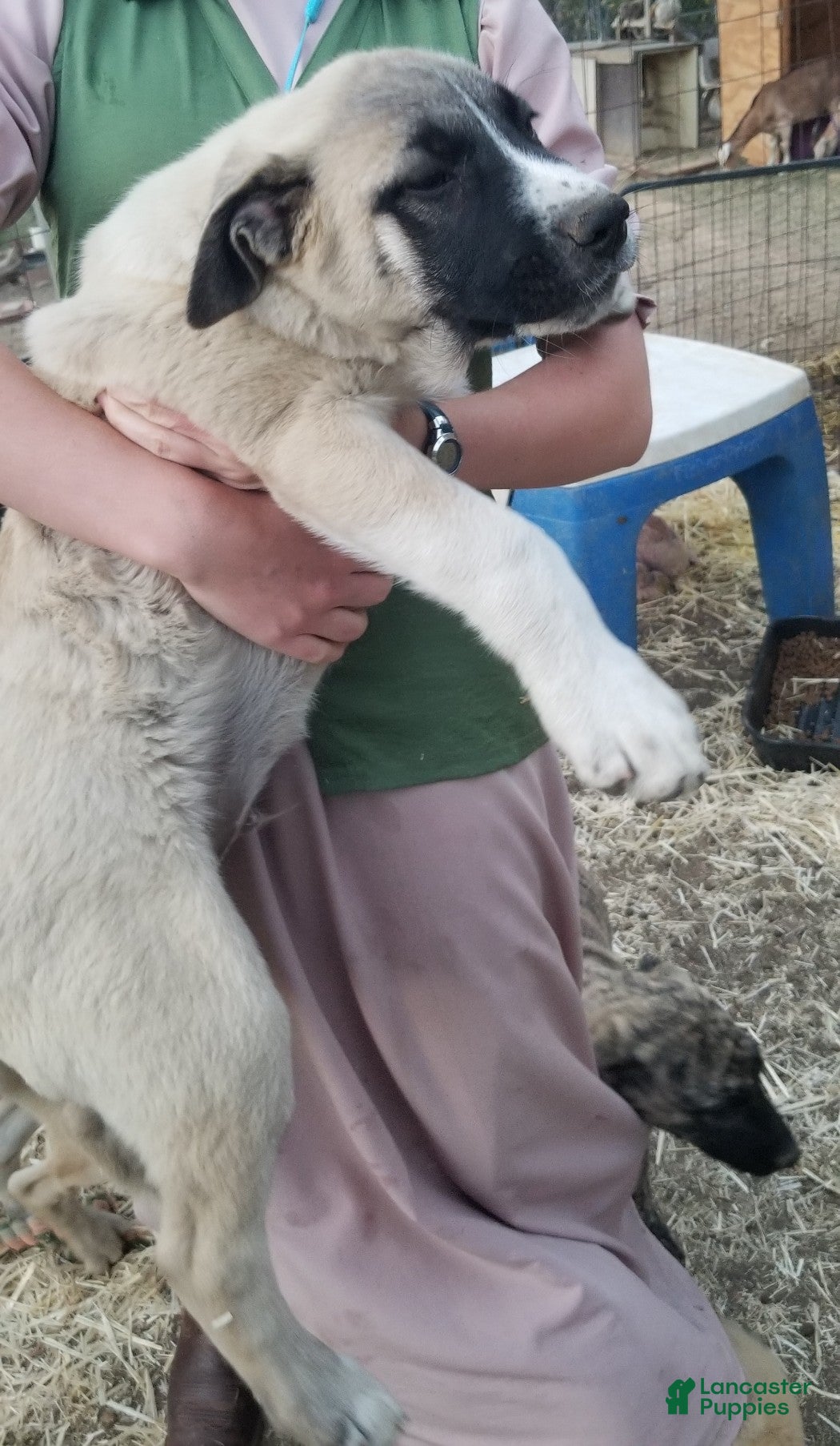 Anatolian Shepherd dogs Barry ⤴️ - Ad 1