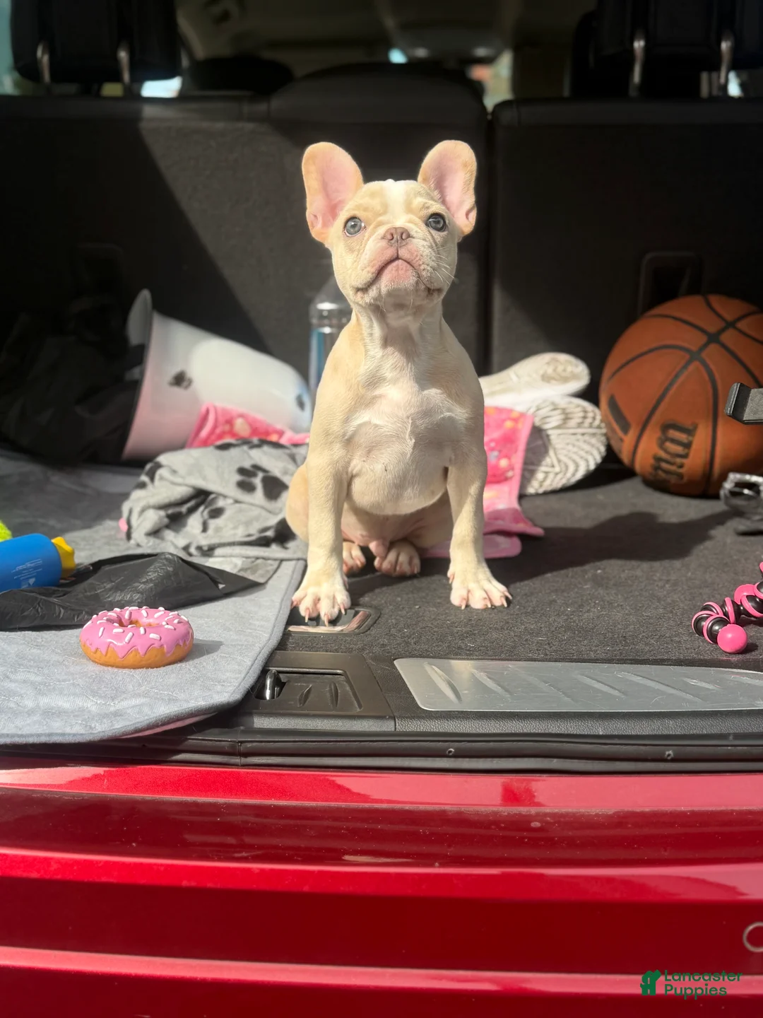 French Bulldog dogs for sale: Tropical  - Ad 8