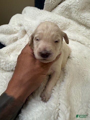 Goldendoodle dogs White Boy - Ad 22