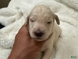 Goldendoodle dogs White Boy - Ad 18