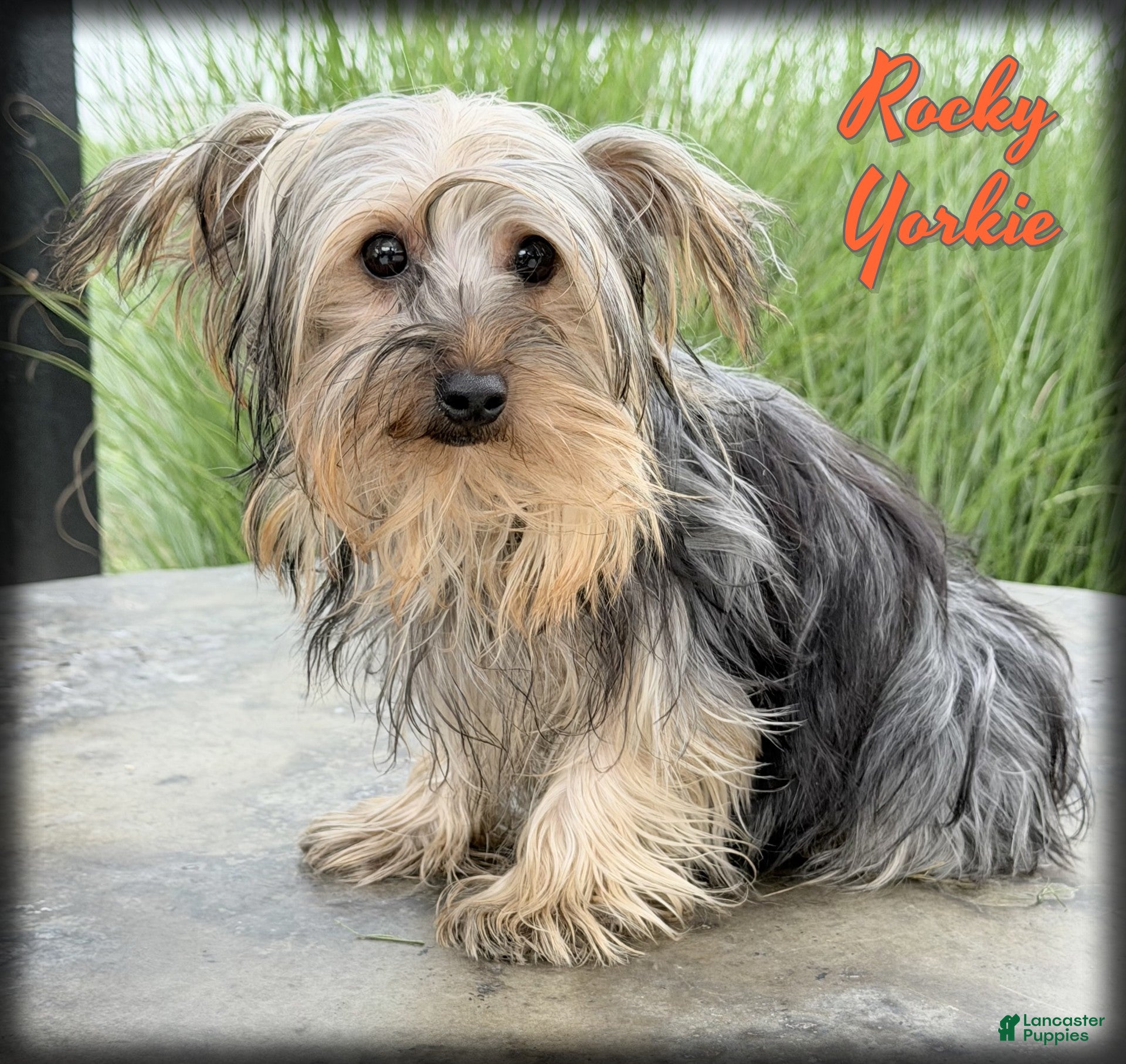 Yorkshire Terrier dogs Rocky - Ad 1