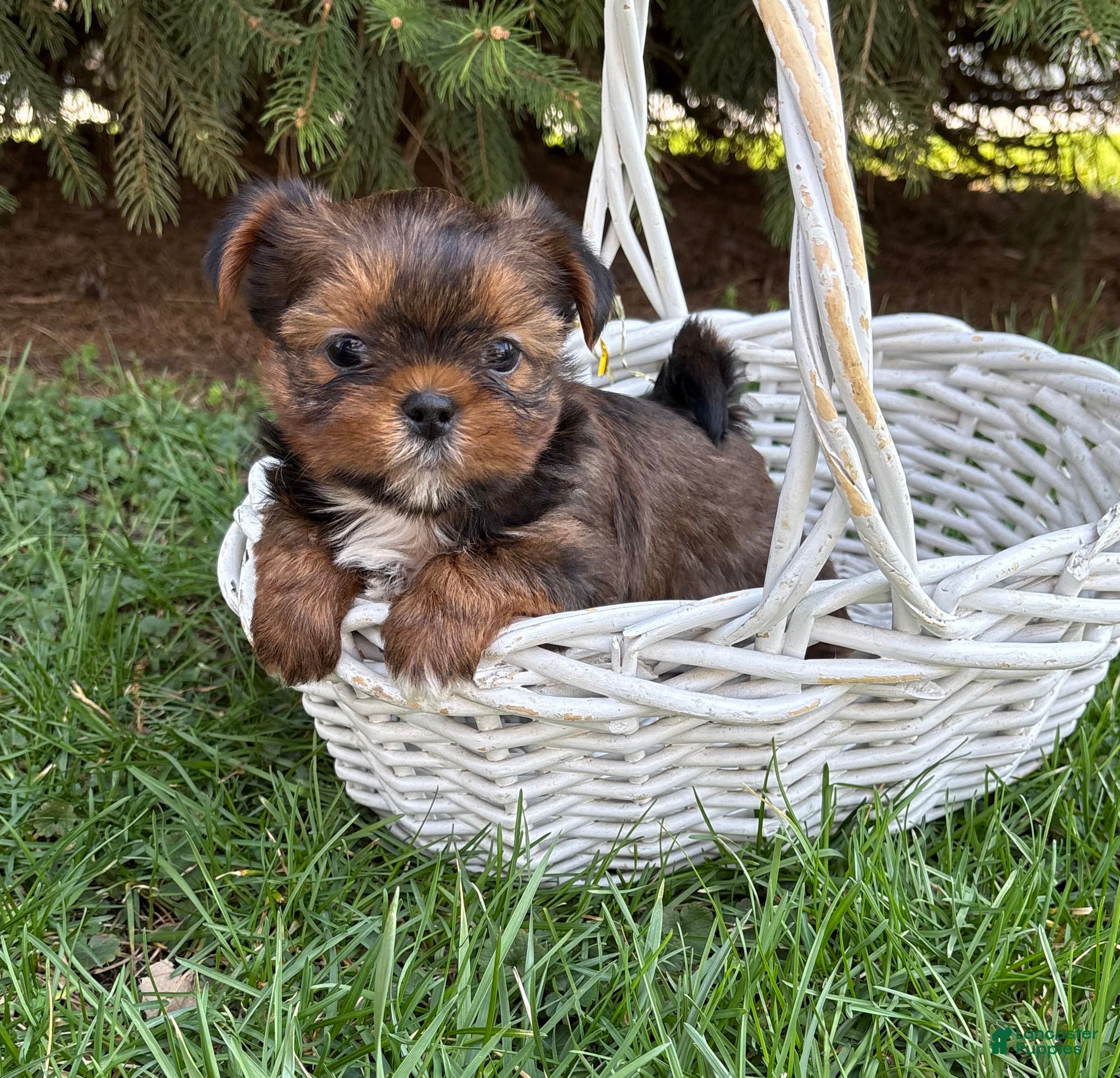 Shorkie dogs Murphy - Ad 2