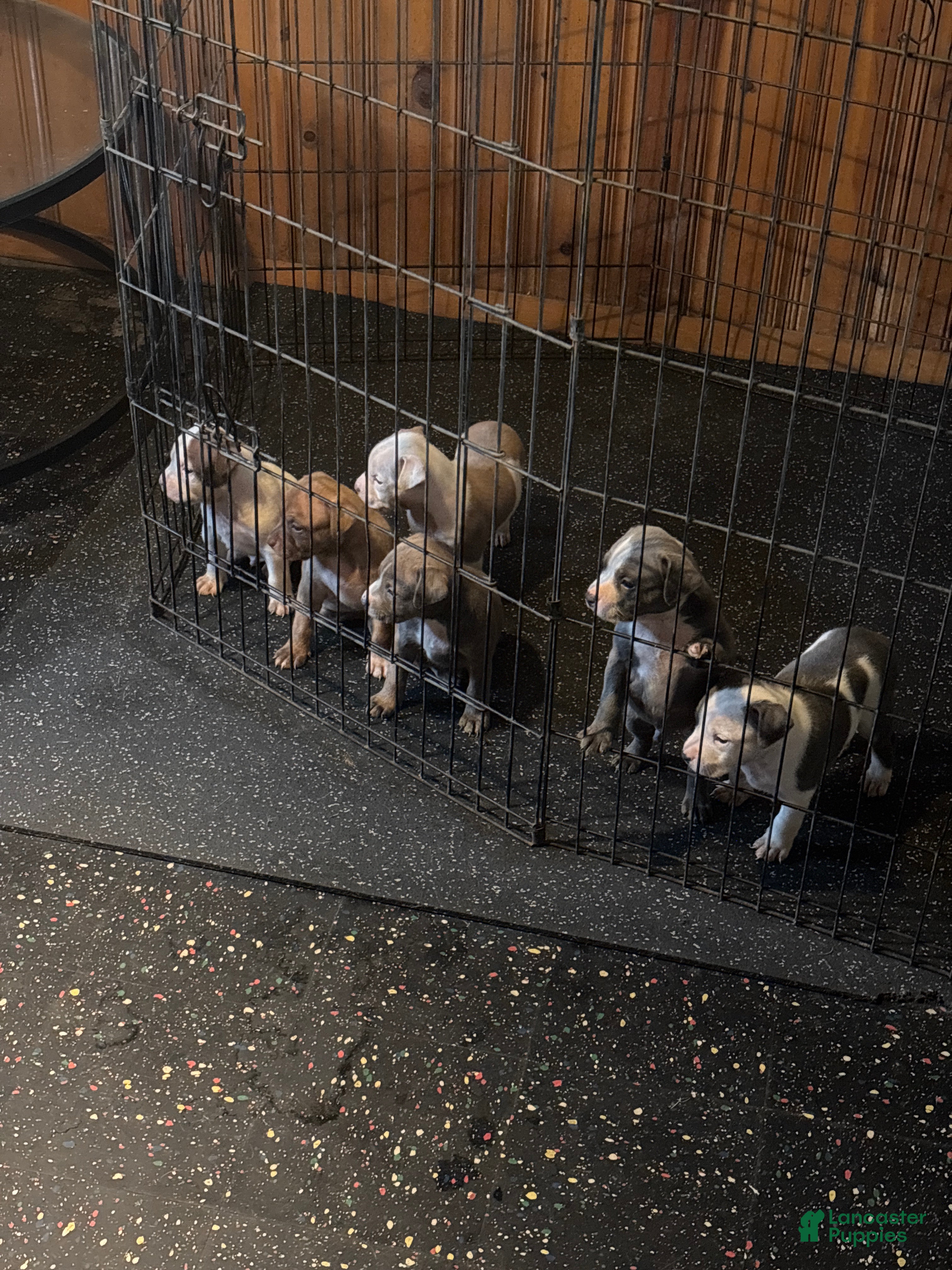Mixed Breed dogs Mixed Breed 6 - Ad 3