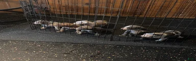 Mixed Breed 6