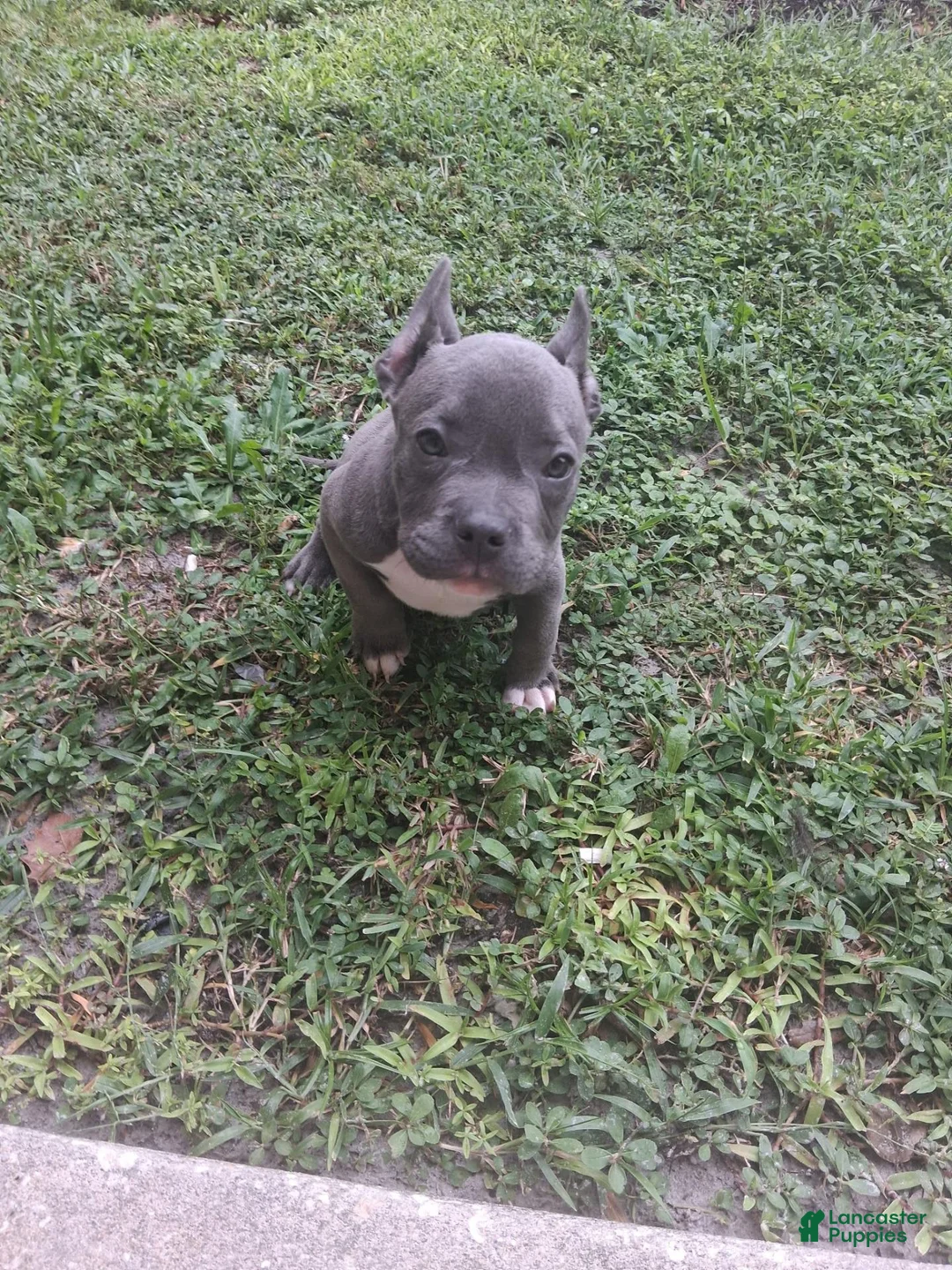 Mixed Breed dogs for sale: Mixed Breed 1 - Ad 2