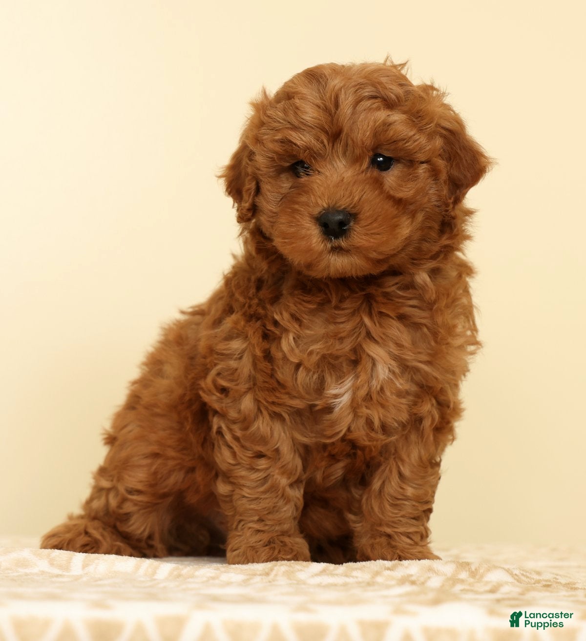 Mini Goldendoodle dogs Caden - Ad 1