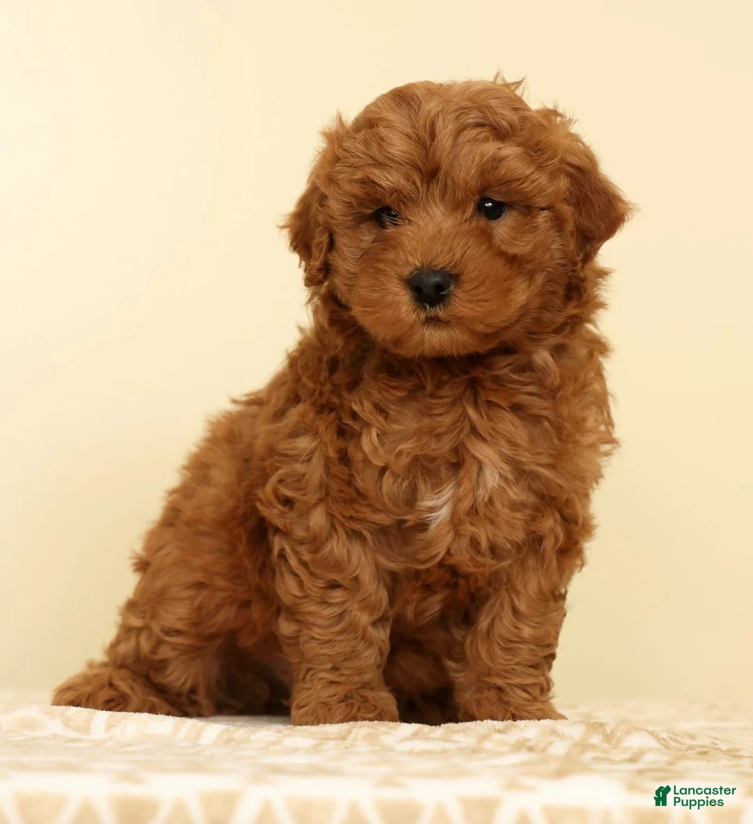 Mini Goldendoodle dogs for sale: Caden - Ad 1