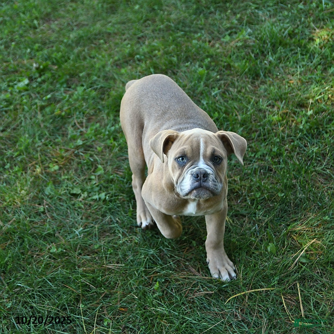 Olde English Bulldogge dogs for sale: Kaya - Ad 3
