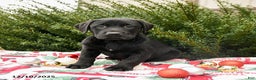Labrador Retriever dogs for sale: Max - Ad 3