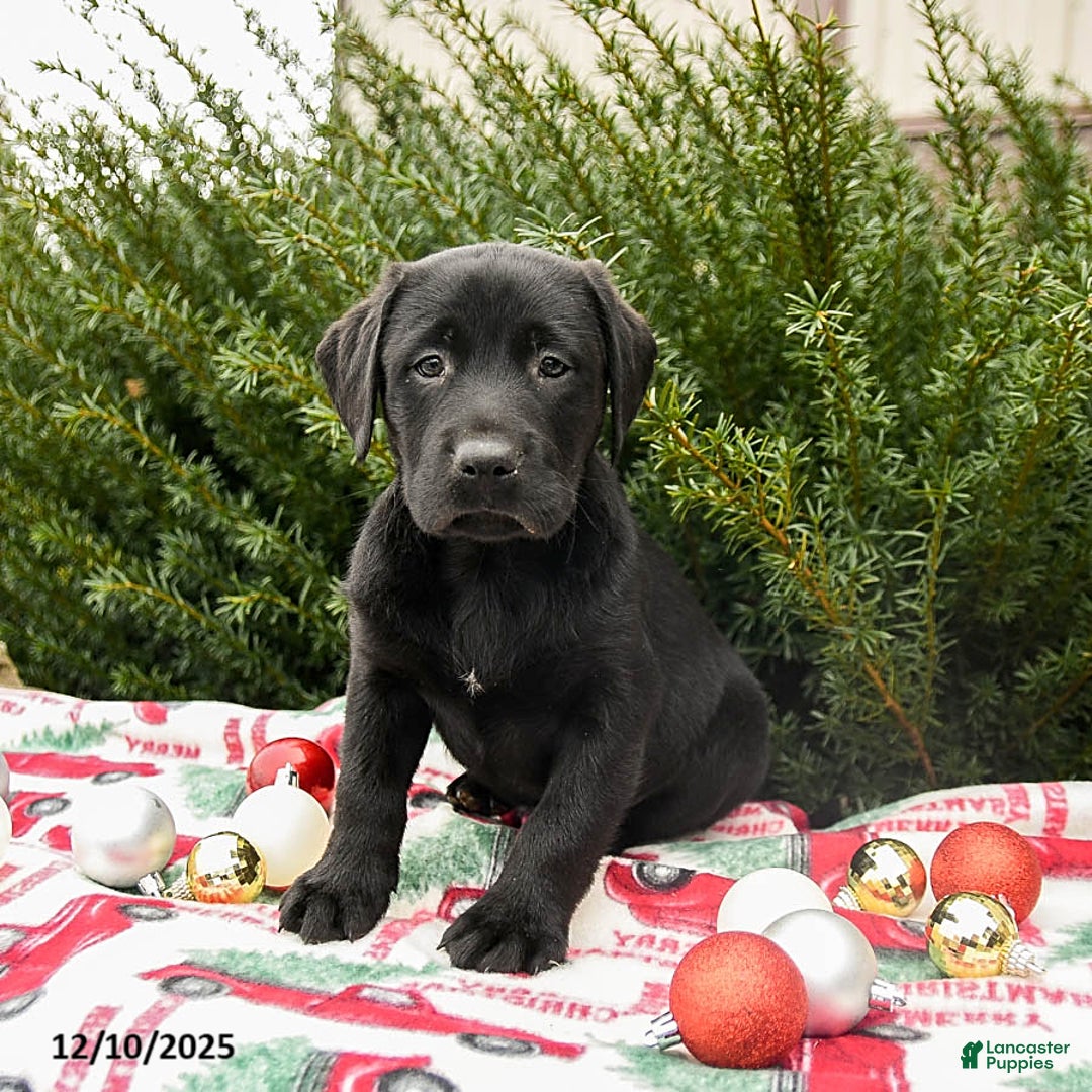 Labrador Retriever dogs for sale: Max - Ad 3