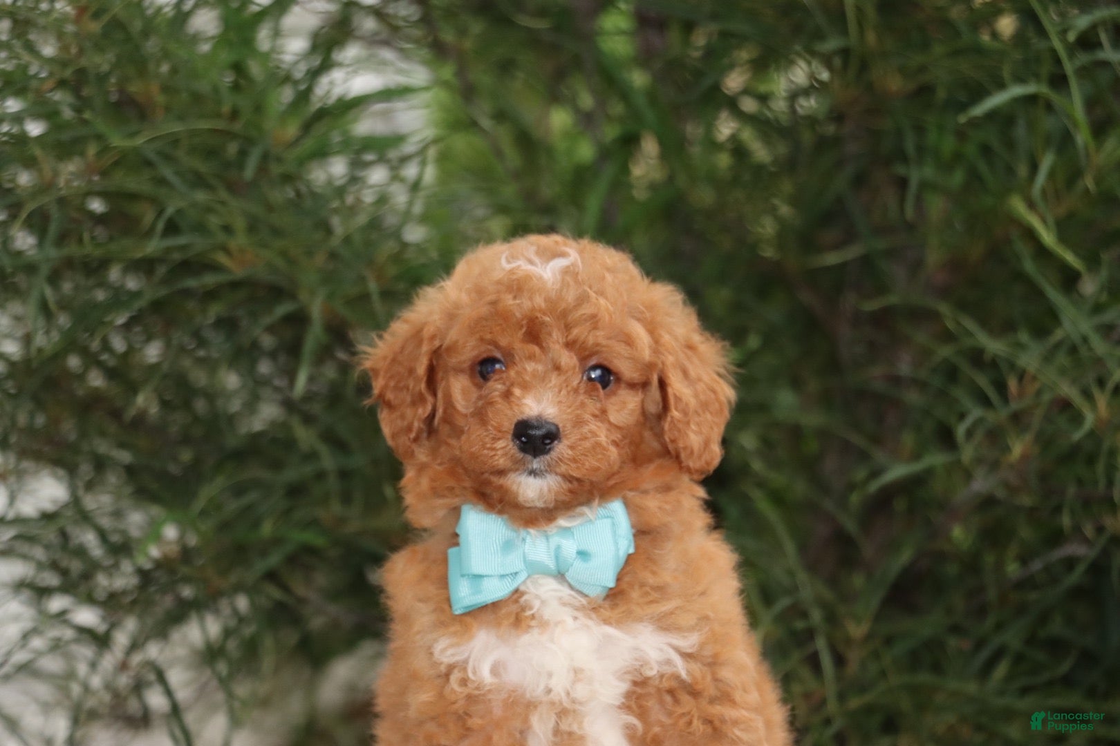 Mini Goldendoodle dogs Brody - Ad 2