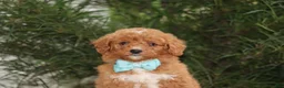 Mini Goldendoodle dogs for sale: Brody - Ad 2