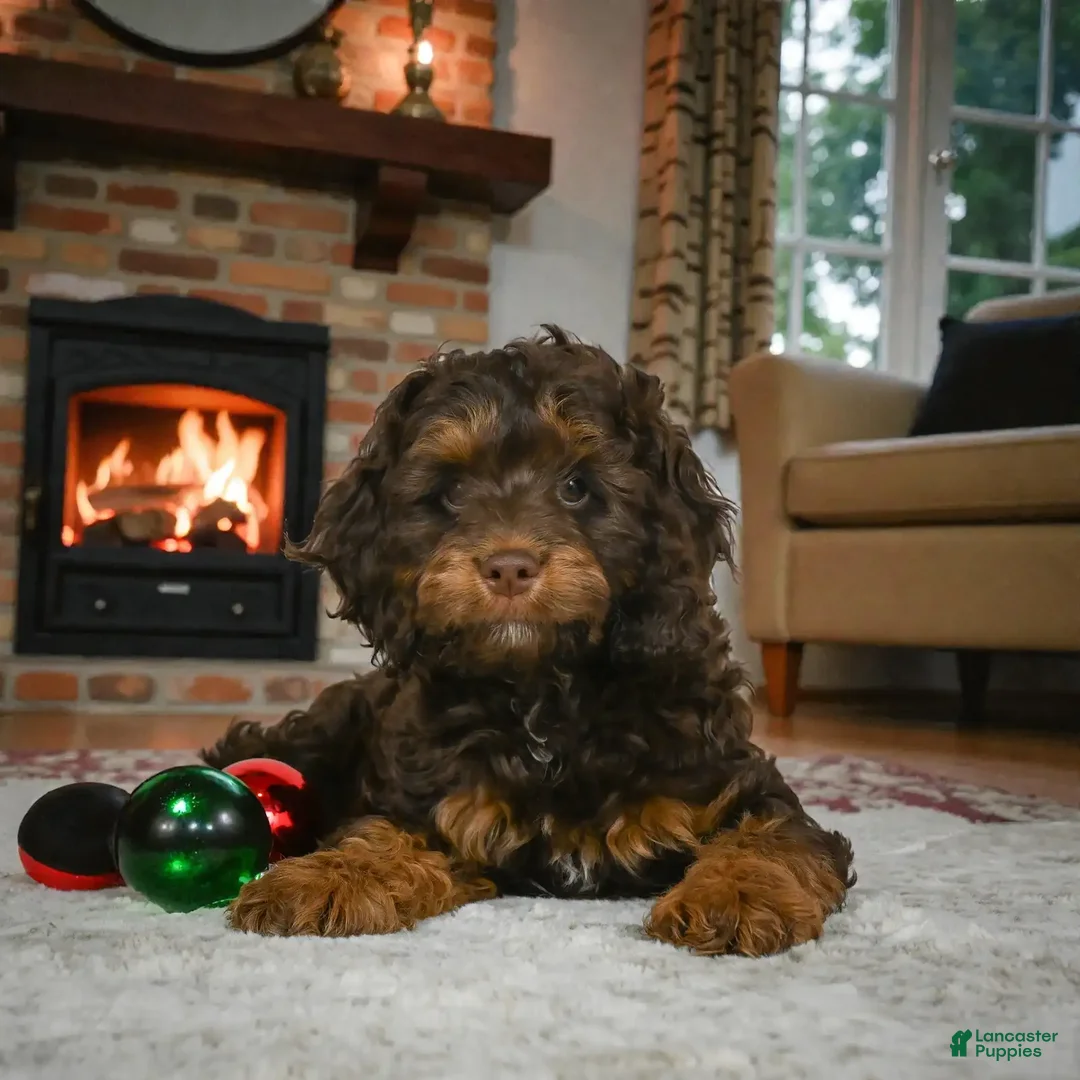 Cockapoo dogs for sale: hunter - Ad 1