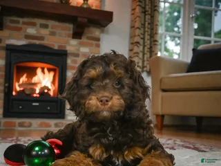 Cockapoo dogs hunter - Ad 4