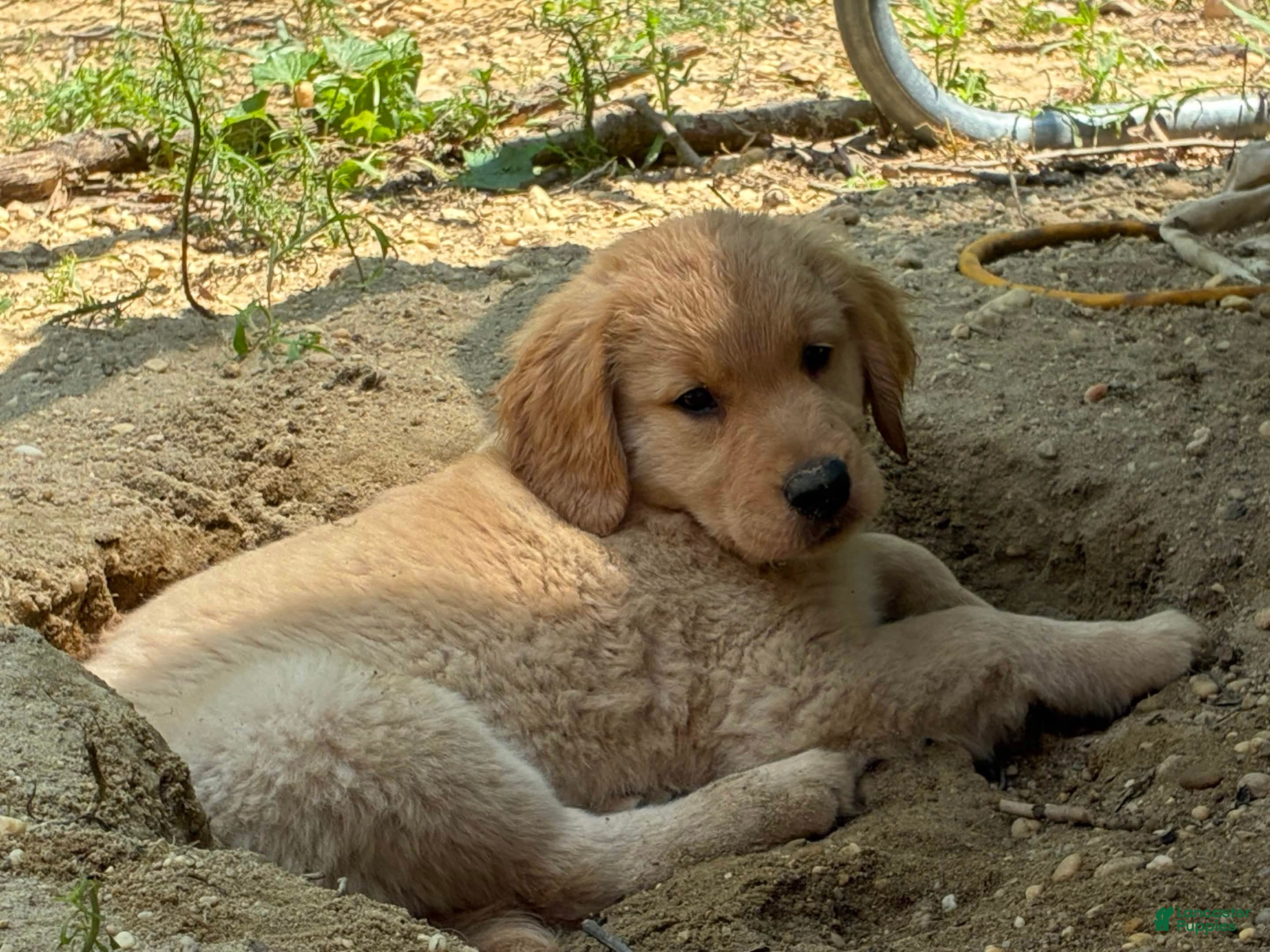 Golden Retriever dogs Rosalina - Ad 2