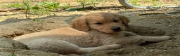 Golden Retriever dogs for sale: Rosalina - Ad 2