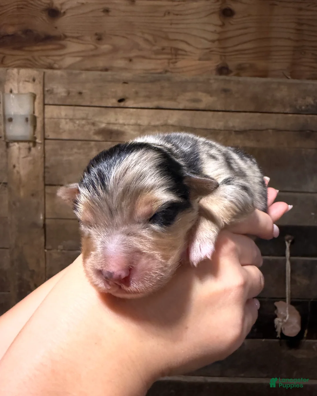 Australian Shepherd dogs for sale: Australian Shepherd 2 - Ad 2