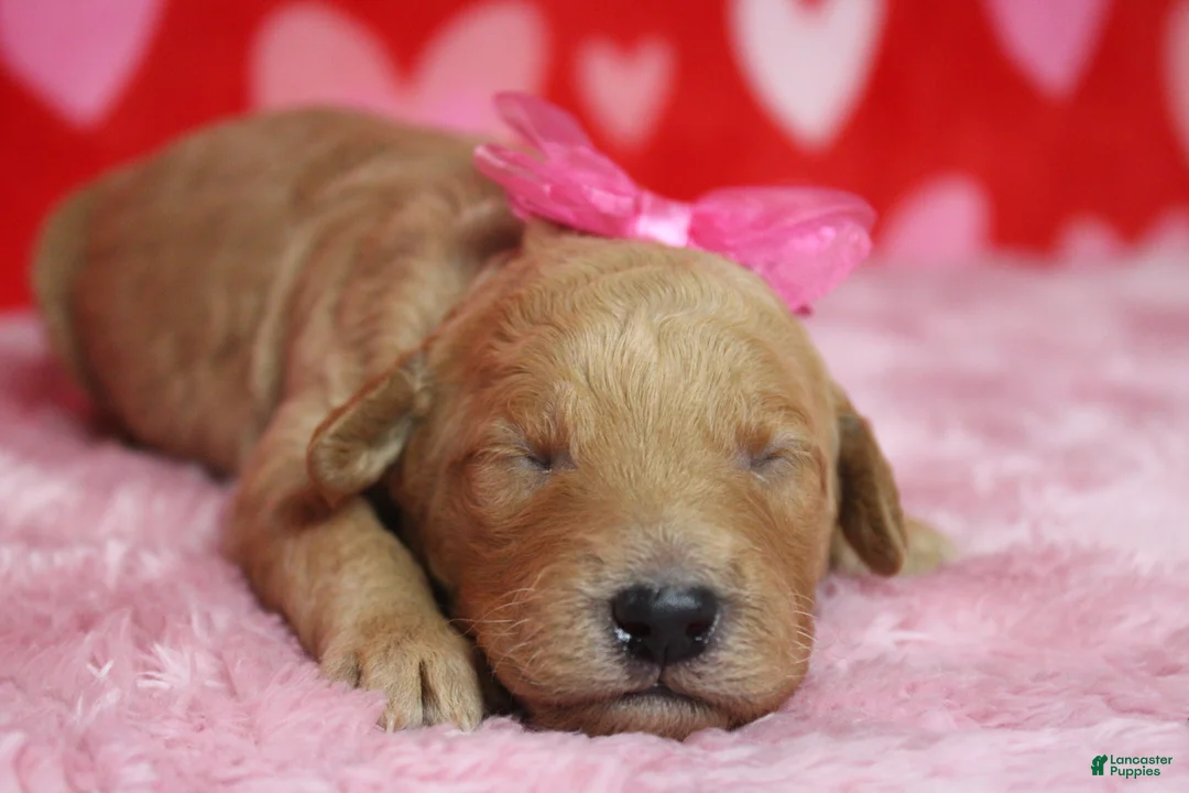 Goldendoodle dogs for sale: Sierra  - Ad 1