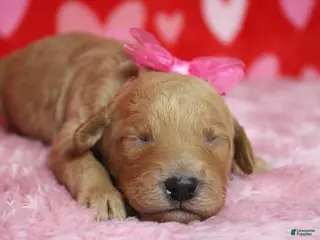 Goldendoodle dogs Sierra - Ad 22