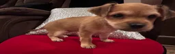 Mixed Breed dogs for sale: Mixed Breed 2 - Ad 5