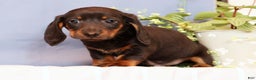 Miniature Dachshund dogs for sale: Phillip - Ad 4