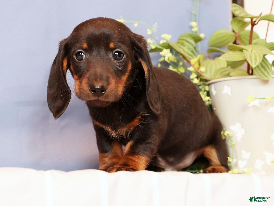 Miniature Dachshund dogs for sale: Phillip - Ad 4