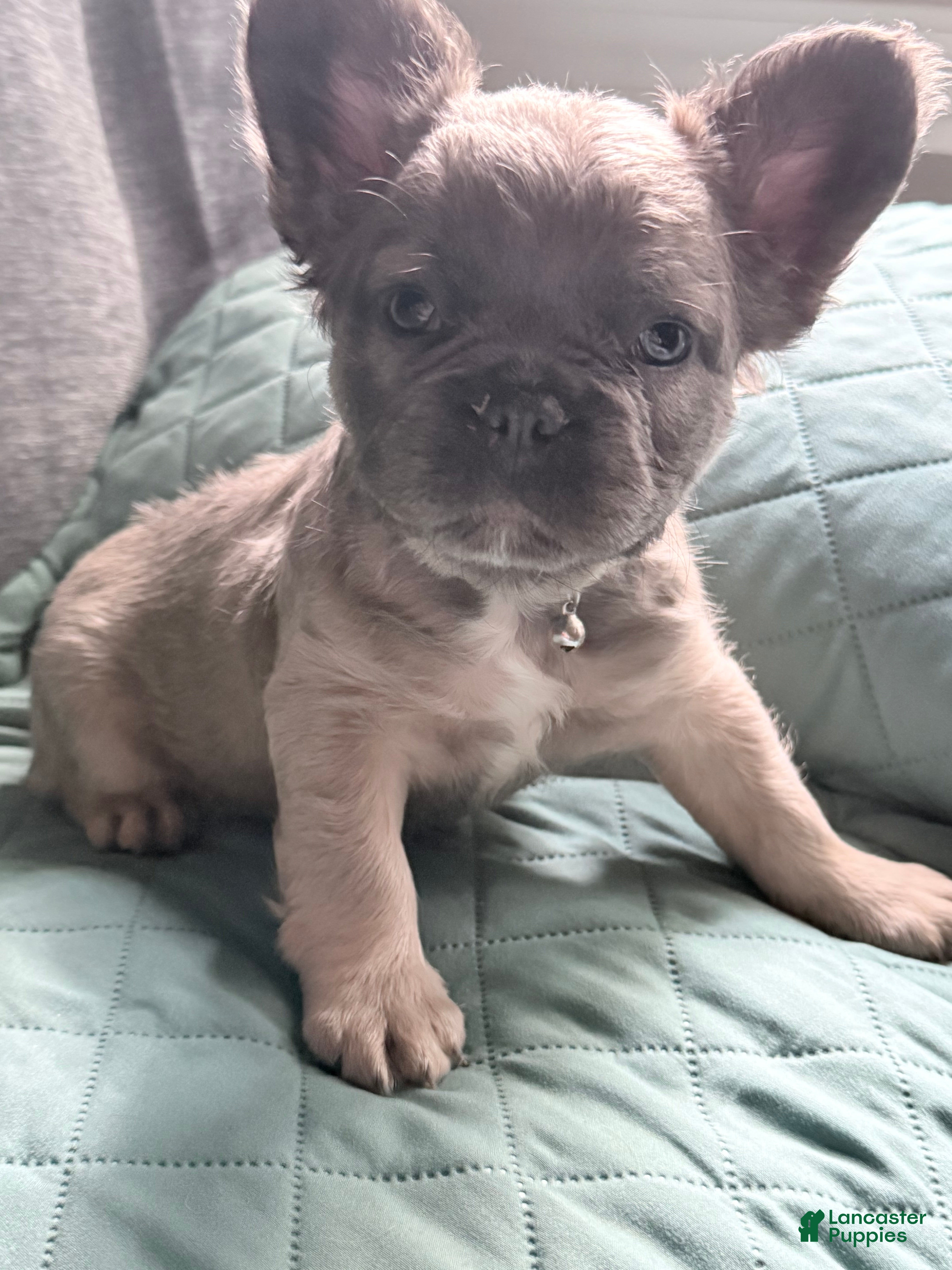 French Bulldog dogs for sale: Sara Lee - Ad 1