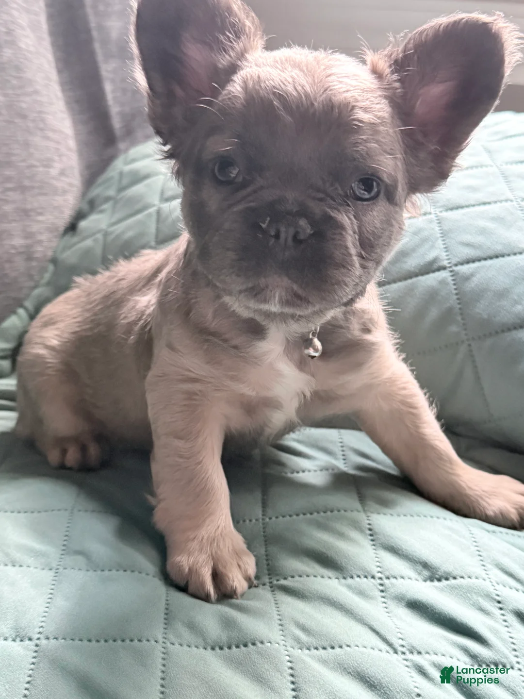 French Bulldog dogs for sale: Sara Lee - Ad 1