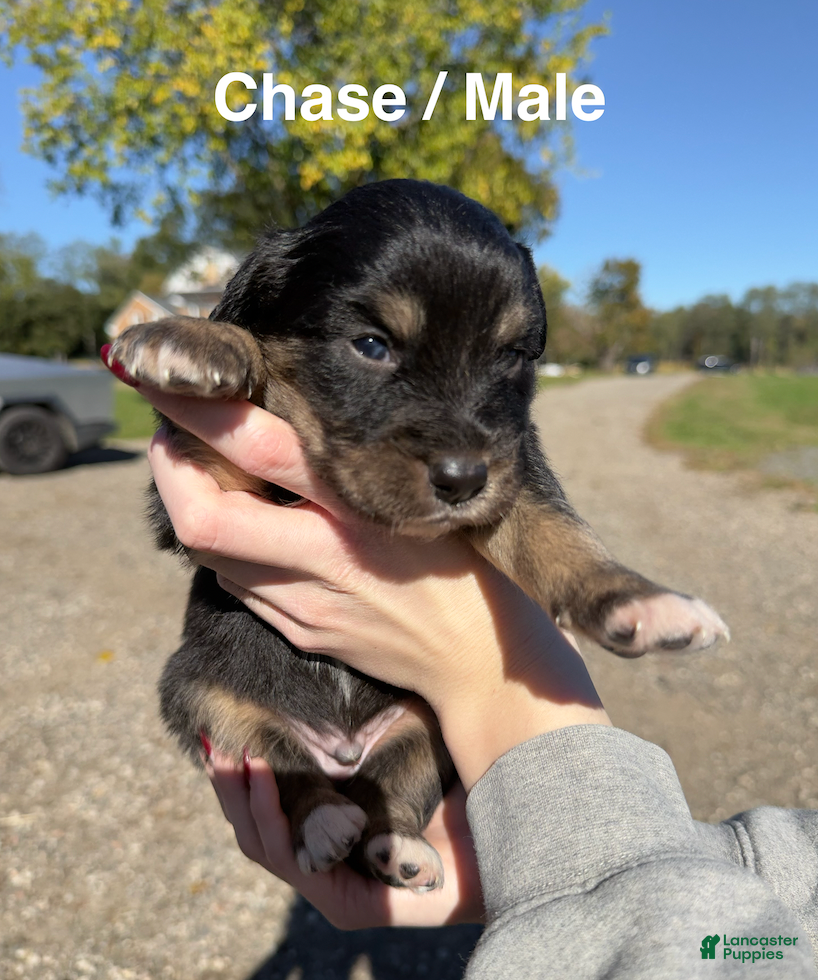 Australian Shepherd dogs for sale: Chase - Ad 24