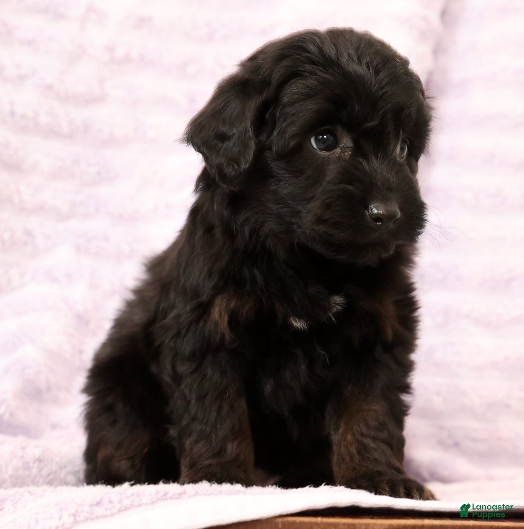 Mini Aussiedoodle dogs for sale: Sadie - Ad 4